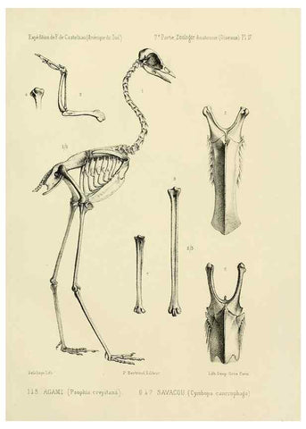 Reproducción/Reproduction 49813224618: Expédition dans les parties centrales de l'Amérique du Sud. Paris :Chez P. Bertrand,1850-1859.. 