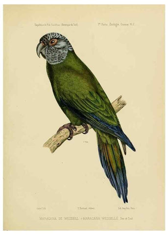 Reproducción/Reproduction 49813763636: Expédition dans les parties centrales de l'Amérique du Sud. Paris :Chez P. Bertrand,1850-1859.. 