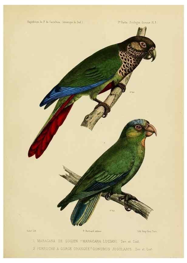 Reproducción/Reproduction 49813225653: Expédition dans les parties centrales de l'Amérique du Sud. Paris :Chez P. Bertrand,1850-1859.. 