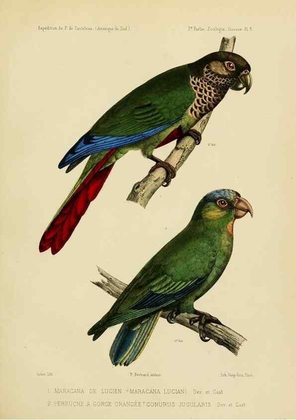 Reproducción/Reproduction 49813225653: Expédition dans les parties centrales de l'Amérique du Sud. Paris :Chez P. Bertrand,1850-1859.. 