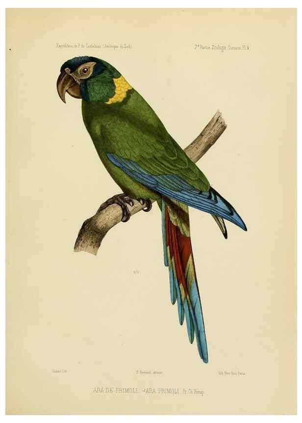 Reproducción/Reproduction 49813225918: Expédition dans les parties centrales de l'Amérique du Sud. Paris :Chez P. Bertrand,1850-1859.. 