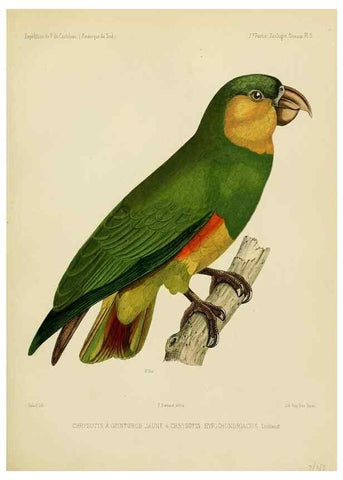Reproducción/Reproduction 49814074647: Expédition dans les parties centrales de l'Amérique du Sud. Paris :Chez P. Bertrand,1850-1859.. 