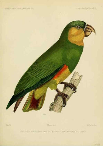 Reproducción/Reproduction 49814074647: Expédition dans les parties centrales de l'Amérique du Sud. Paris :Chez P. Bertrand,1850-1859.. 