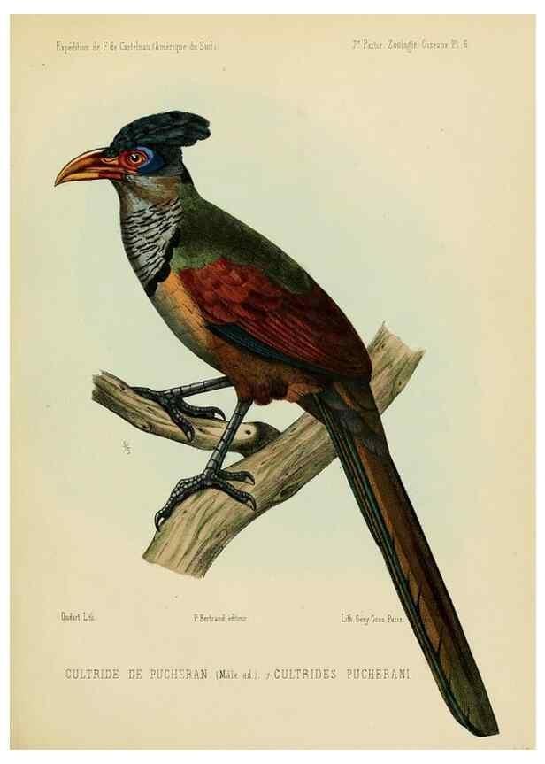Reproducción/Reproduction 49813226443: Expédition dans les parties centrales de l'Amérique du Sud. Paris :Chez P. Bertrand,1850-1859.. 