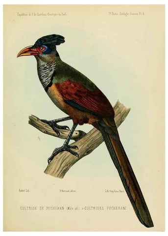 Reproducción/Reproduction 49813226443: Expédition dans les parties centrales de l'Amérique du Sud. Paris :Chez P. Bertrand,1850-1859.. 