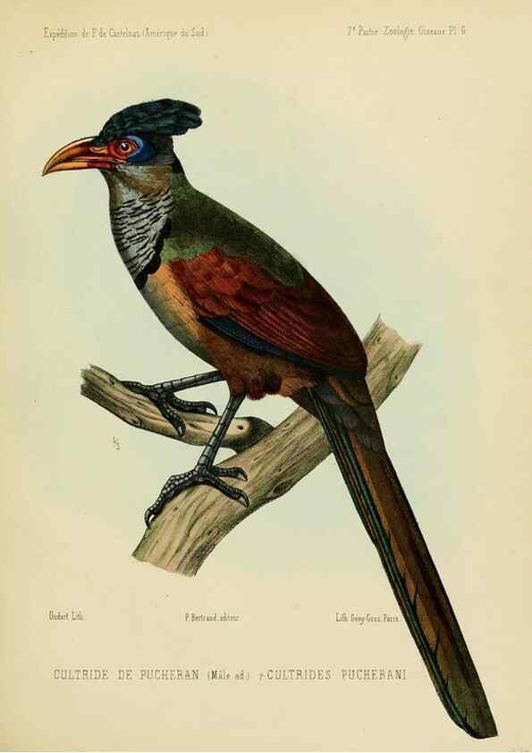 Reproducción/Reproduction 49813226443: Expédition dans les parties centrales de l'Amérique du Sud. Paris :Chez P. Bertrand,1850-1859.. 