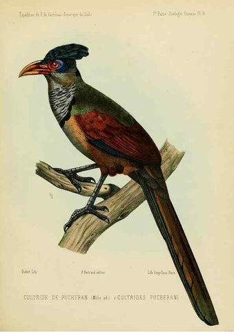 Reproducción/Reproduction 49813226443: Expédition dans les parties centrales de l'Amérique du Sud. Paris :Chez P. Bertrand,1850-1859.. 