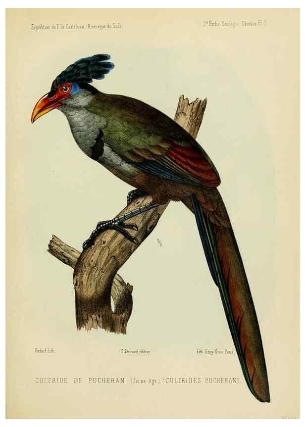 Reproducción/Reproduction 49814075212: Expédition dans les parties centrales de l'Amérique du Sud. Paris :Chez P. Bertrand,1850-1859.. 