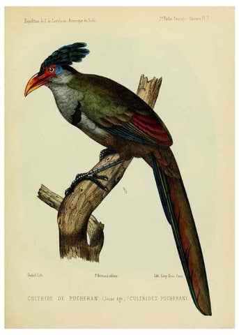 Reproducción/Reproduction 49814075212: Expédition dans les parties centrales de l'Amérique du Sud. Paris :Chez P. Bertrand,1850-1859.. 