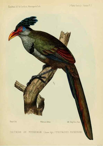 Reproducción/Reproduction 49814075212: Expédition dans les parties centrales de l'Amérique du Sud. Paris :Chez P. Bertrand,1850-1859.. 