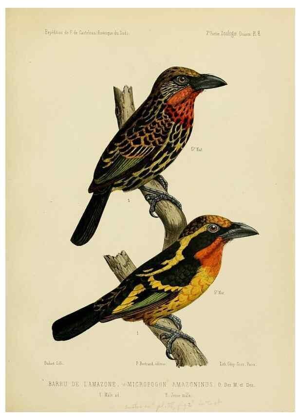 Reproducción/Reproduction 49813765231: Expédition dans les parties centrales de l'Amérique du Sud. Paris :Chez P. Bertrand,1850-1859.. 
