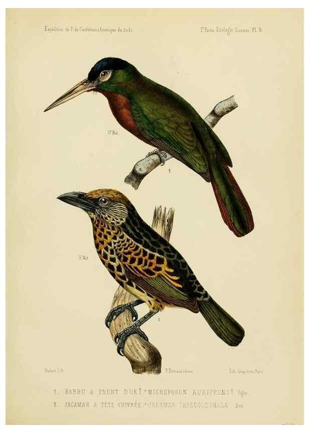 Reproducción/Reproduction 49813765491: Expédition dans les parties centrales de l'Amérique du Sud. Paris :Chez P. Bertrand,1850-1859.. 