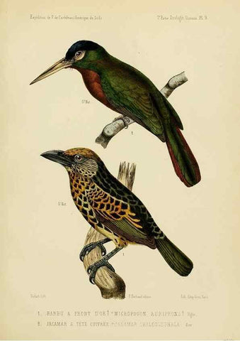 Reproducción/Reproduction 49813765491: Expédition dans les parties centrales de l'Amérique du Sud. Paris :Chez P. Bertrand,1850-1859.. 