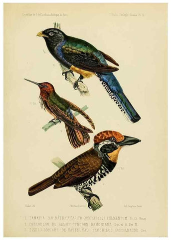 Reproducción/Reproduction 49813227733: Expédition dans les parties centrales de l'Amérique du Sud. Paris :Chez P. Bertrand,1850-1859.. 