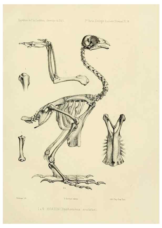 Reproducción/Reproduction 49813761691: Expédition dans les parties centrales de l'Amérique du Sud. Paris :Chez P. Bertrand,1850-1859.. 