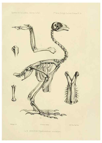 Reproducción/Reproduction 49813761691: Expédition dans les parties centrales de l'Amérique du Sud. Paris :Chez P. Bertrand,1850-1859.. 