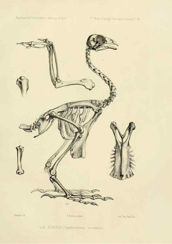 Reproducción/Reproduction 49813761691: Expédition dans les parties centrales de l'Amérique du Sud. Paris :Chez P. Bertrand,1850-1859.. 
