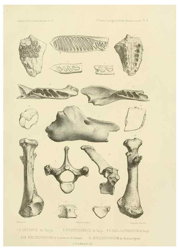 Reproducción/Reproduction 49813223403: Expédition dans les parties centrales de l'Amérique du Sud. Paris :Chez P. Bertrand,1850-1859.. 