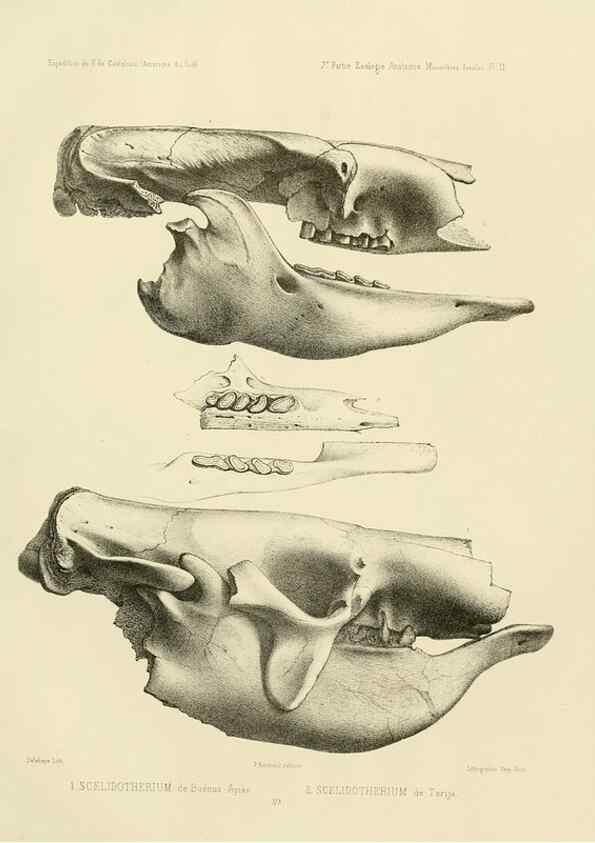 Reproducción/Reproduction 49814071212: Expédition dans les parties centrales de l'Amérique du Sud. Paris :Chez P. Bertrand,1850-1859.. 