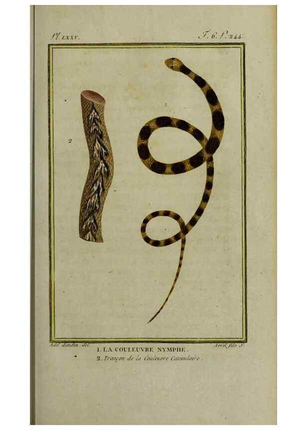 Reproducción/Reproduction 49813714896: Histoire naturelle, générale et particulière, des reptiles :. A Paris :De l'Imprimerie de F. Dufart,an X-XI [1802-1803]. 