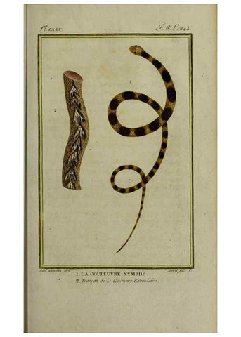 Reproducción/Reproduction 49813714896: Histoire naturelle, générale et particulière, des reptiles :. A Paris :De l'Imprimerie de F. Dufart,an X-XI [1802-1803]. 