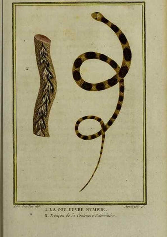 Reproducción/Reproduction 49813714896: Histoire naturelle, générale et particulière, des reptiles :. A Paris :De l'Imprimerie de F. Dufart,an X-XI [1802-1803]. 