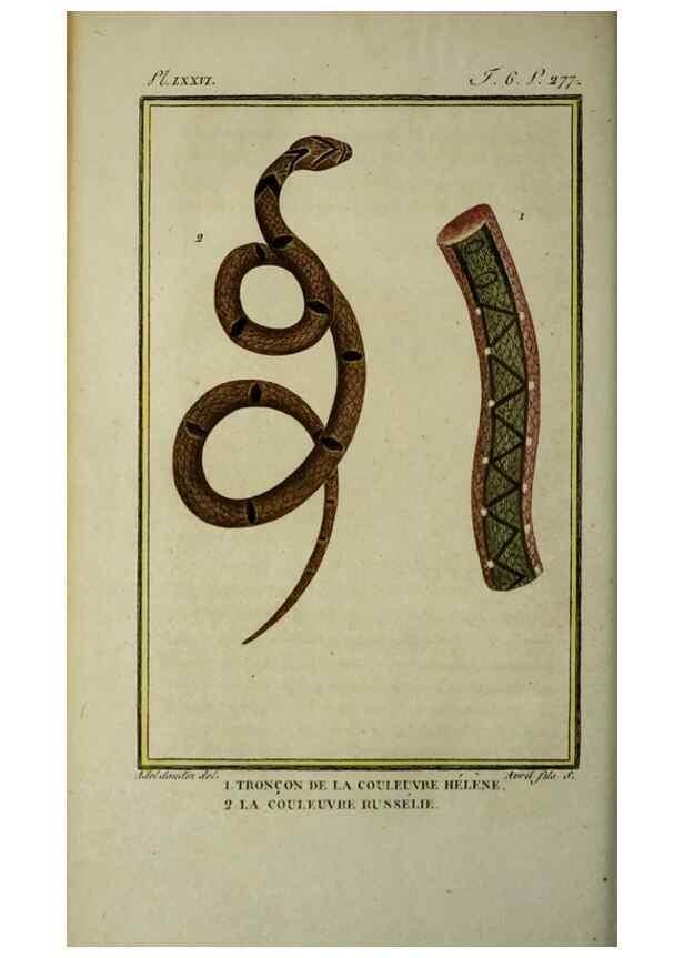 Reproducción/Reproduction 49813176438: Histoire naturelle, générale et particulière, des reptiles :. A Paris :De l'Imprimerie de F. Dufart,an X-XI [1802-1803]. 