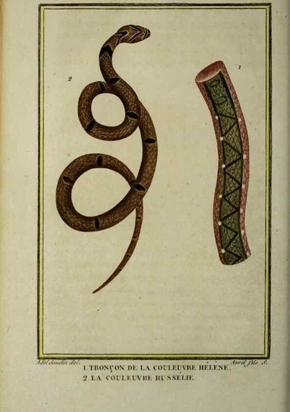 Reproducción/Reproduction 49813176438: Histoire naturelle, générale et particulière, des reptiles :. A Paris :De l'Imprimerie de F. Dufart,an X-XI [1802-1803]. 