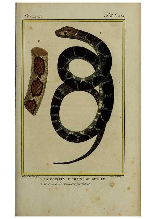 Reproducción/Reproduction 49813715766: Histoire naturelle, générale et particulière, des reptiles :. A Paris :De l'Imprimerie de F. Dufart,an X-XI [1802-1803]. 