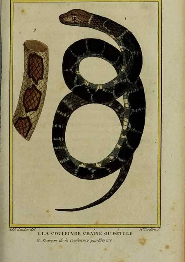 Reproducción/Reproduction 49813715766: Histoire naturelle, générale et particulière, des reptiles :. A Paris :De l'Imprimerie de F. Dufart,an X-XI [1802-1803]. 