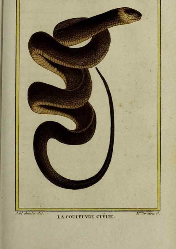 Reproducción/Reproduction 49814025342: Histoire naturelle, générale et particulière, des reptiles :. A Paris :De l'Imprimerie de F. Dufart,an X-XI [1802-1803]. 