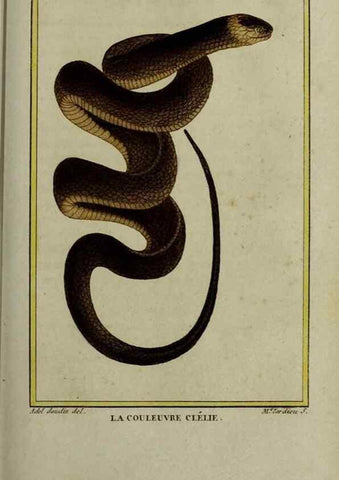 Reproducción/Reproduction 49814025342: Histoire naturelle, générale et particulière, des reptiles :. A Paris :De l'Imprimerie de F. Dufart,an X-XI [1802-1803]. 