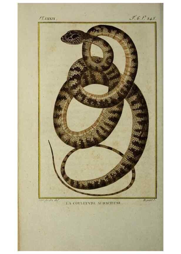 Reproducción/Reproduction 49814025762: Histoire naturelle, générale et particulière, des reptiles :. A Paris :De l'Imprimerie de F. Dufart,an X-XI [1802-1803]. 