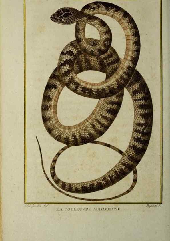 Reproducción/Reproduction 49814025762: Histoire naturelle, générale et particulière, des reptiles :. A Paris :De l'Imprimerie de F. Dufart,an X-XI [1802-1803]. 