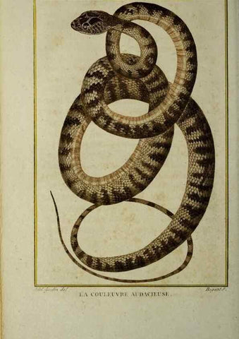 Reproducción/Reproduction 49814025762: Histoire naturelle, générale et particulière, des reptiles :. A Paris :De l'Imprimerie de F. Dufart,an X-XI [1802-1803]. 
