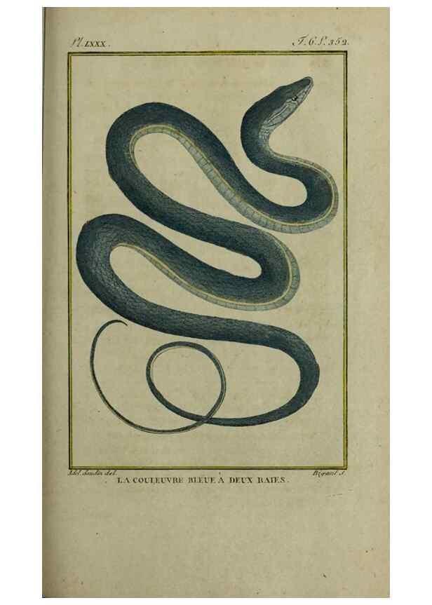 Reproducción/Reproduction 49813716876: Histoire naturelle, générale et particulière, des reptiles :. A Paris :De l'Imprimerie de F. Dufart,an X-XI [1802-1803]. 