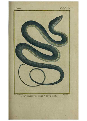 Reproducción/Reproduction 49813716876: Histoire naturelle, générale et particulière, des reptiles :. A Paris :De l'Imprimerie de F. Dufart,an X-XI [1802-1803]. 