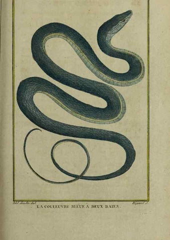 Reproducción/Reproduction 49813716876: Histoire naturelle, générale et particulière, des reptiles :. A Paris :De l'Imprimerie de F. Dufart,an X-XI [1802-1803]. 