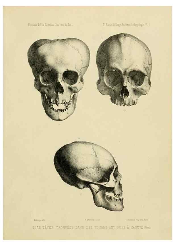 Reproducción/Reproduction 49813219978: Expédition dans les parties centrales de l'Amérique du Sud. Paris :Chez P. Bertrand,1850-1859.. 