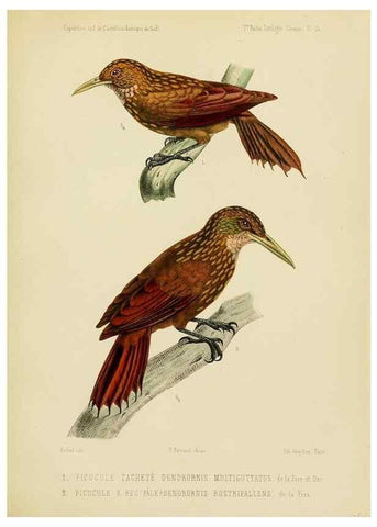 Reproducción/Reproduction 49814076582: Expédition dans les parties centrales de l'Amérique du Sud. Paris :Chez P. Bertrand,1850-1859.. 