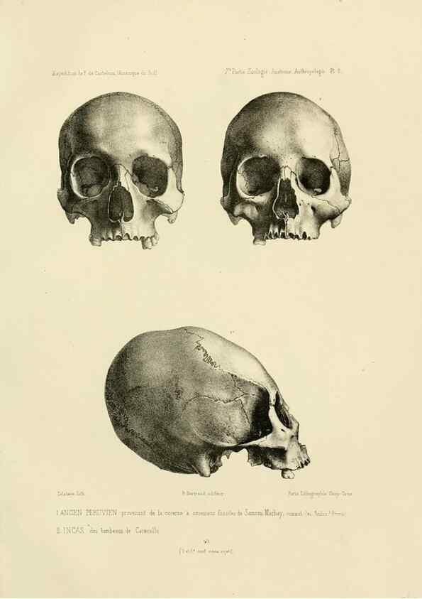Reproducción/Reproduction 49814068422: Expédition dans les parties centrales de l'Amérique du Sud. Paris :Chez P. Bertrand,1850-1859.. 