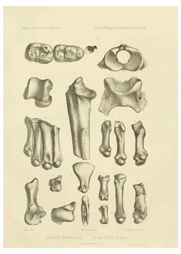 Reproducción/Reproduction 49813758796: Expédition dans les parties centrales de l'Amérique du Sud. Paris :Chez P. Bertrand,1850-1859.. 