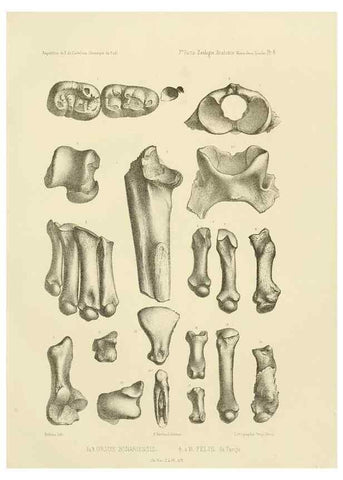 Reproducción/Reproduction 49813758796: Expédition dans les parties centrales de l'Amérique du Sud. Paris :Chez P. Bertrand,1850-1859.. 