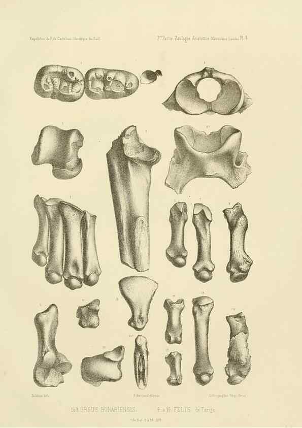 Reproducción/Reproduction 49813758796: Expédition dans les parties centrales de l'Amérique du Sud. Paris :Chez P. Bertrand,1850-1859.. 