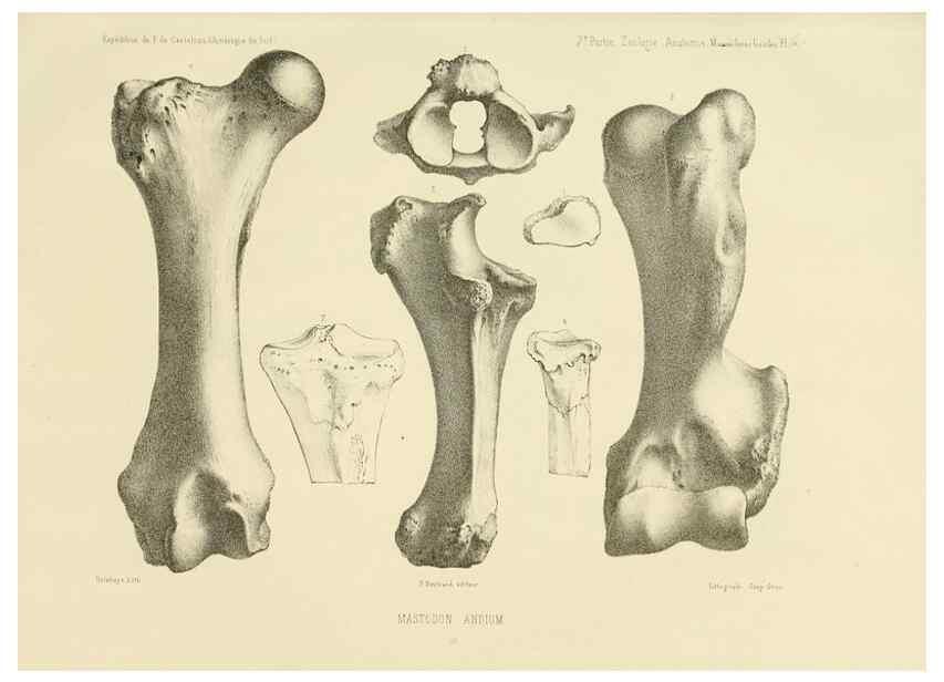 Reproducción/Reproduction 49813221358: Expédition dans les parties centrales de l'Amérique du Sud. Paris :Chez P. Bertrand,1850-1859.. 