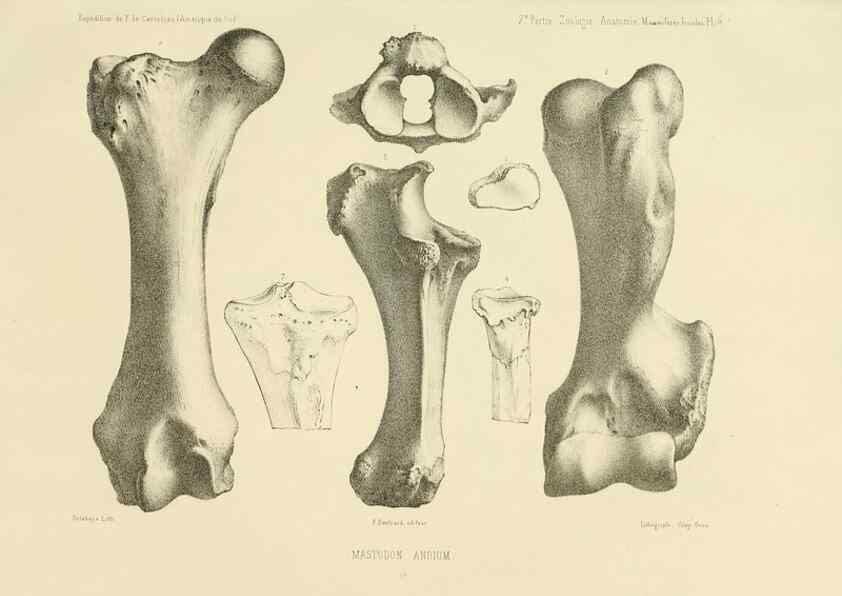 Reproducción/Reproduction 49813221358: Expédition dans les parties centrales de l'Amérique du Sud. Paris :Chez P. Bertrand,1850-1859.. 