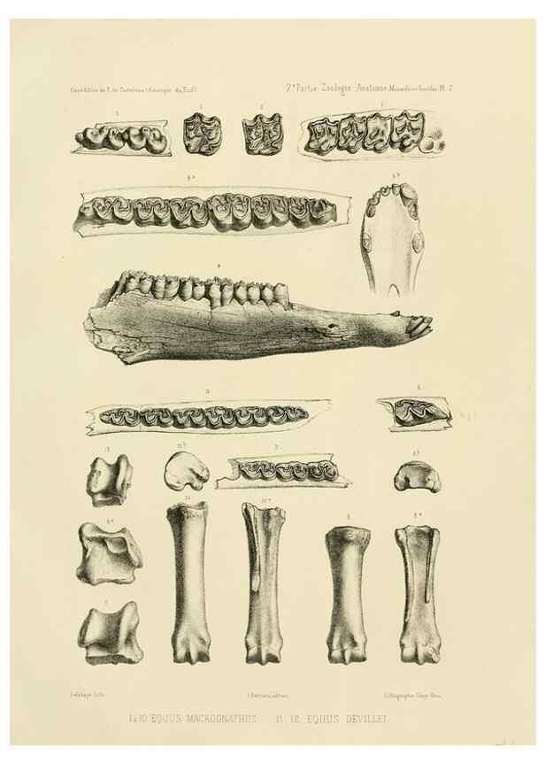 Reproducción/Reproduction 49813759646: Expédition dans les parties centrales de l'Amérique du Sud. Paris :Chez P. Bertrand,1850-1859.. 