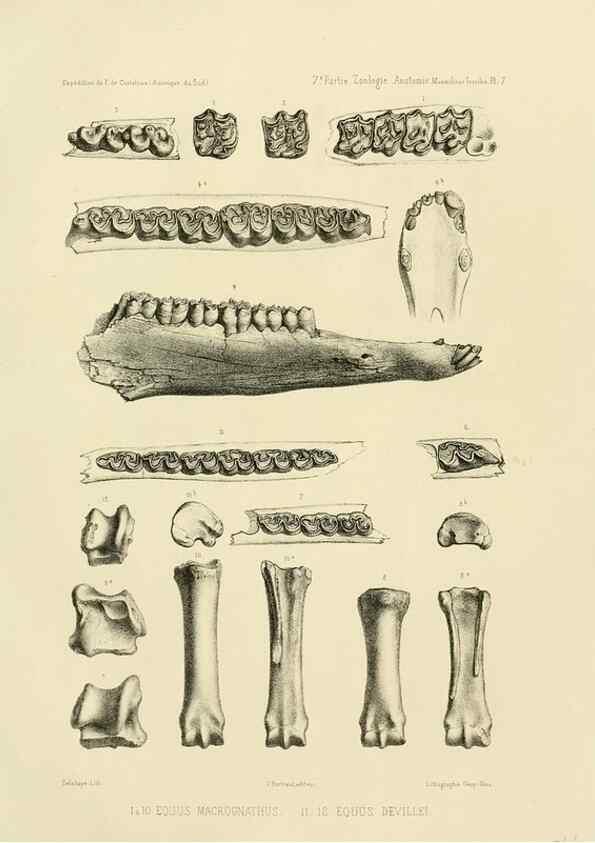 Reproducción/Reproduction 49813759646: Expédition dans les parties centrales de l'Amérique du Sud. Paris :Chez P. Bertrand,1850-1859.. 