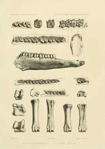 Reproducción/Reproduction 49813759646: Expédition dans les parties centrales de l'Amérique du Sud. Paris :Chez P. Bertrand,1850-1859.. 