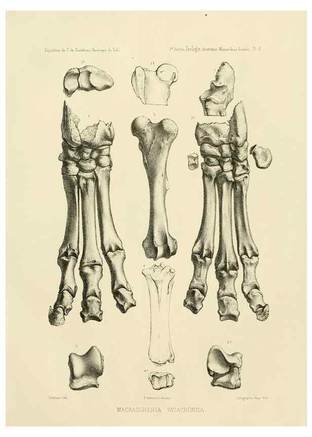 Reproducción/Reproduction 49814070282: Expédition dans les parties centrales de l'Amérique du Sud. Paris :Chez P. Bertrand,1850-1859.. 